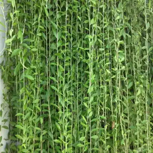 Curtain Creeper Plant - Jiffy Plants